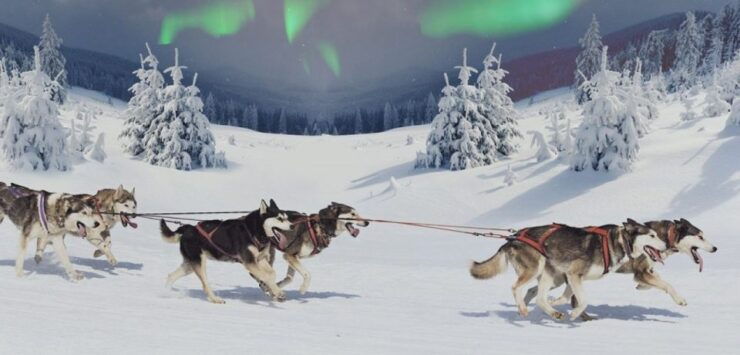 Rovaniemi: Northern Lights and Husky Sleigh Ride - Activity Details