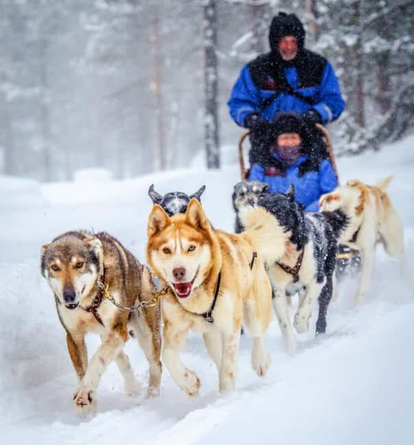 Rovaniemi: One Hour Husky Adventure - Good To Know