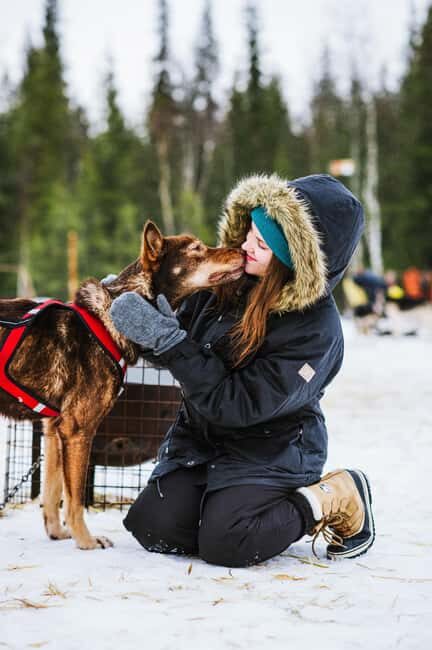 Rovaniemi: One Hour Husky Adventure - What to Expect from the Husky Adventure