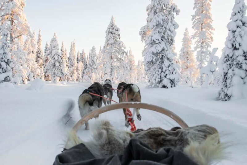 Rovaniemi: One Hour Husky Adventure - FAQ