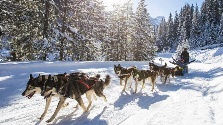 Rovaniemi: One Hour Husky Experience - Who Is This Tour Best For?
