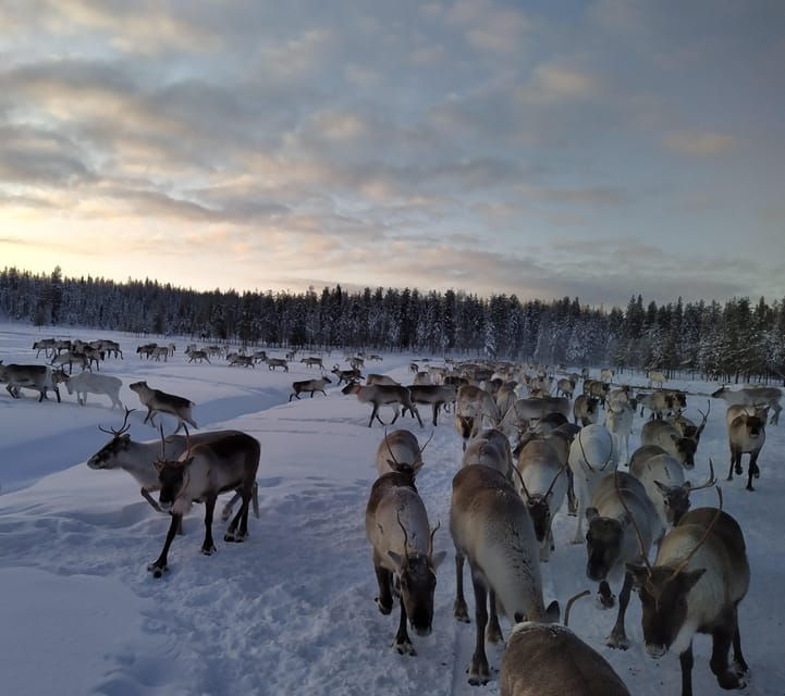 Rovaniemi: Private reindeer farm visit & culture experience - Good To Know