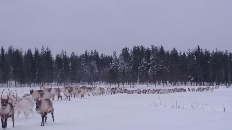 Rovaniemi: Private reindeer farm visit & culture experience - An In-Depth Look at the Reindeer Farm Experience