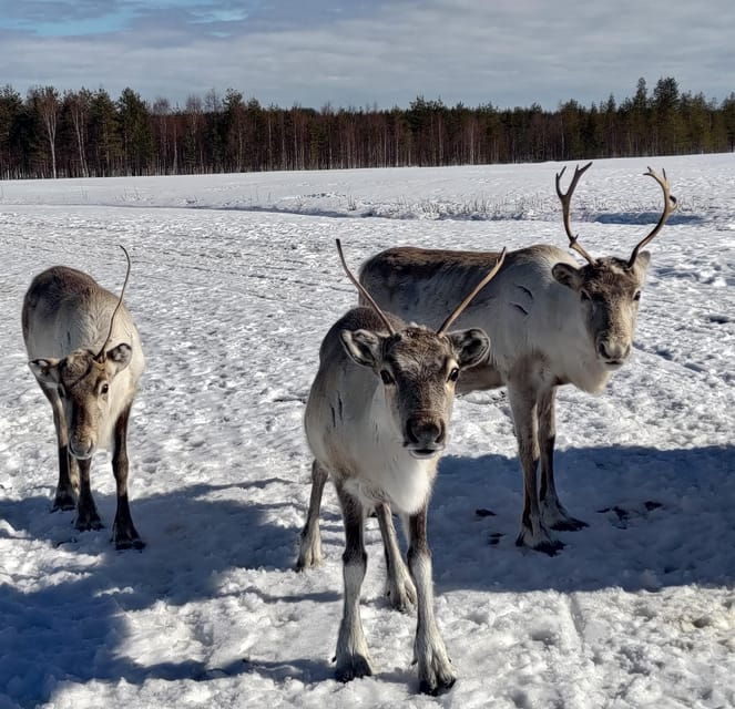 Rovaniemi: Private reindeer farm visit & culture experience - Frequently Asked Questions (FAQs)
