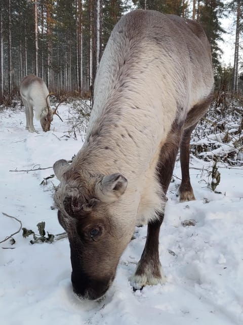 Rovaniemi: Private reindeer farm visit & culture experience - Final Thoughts