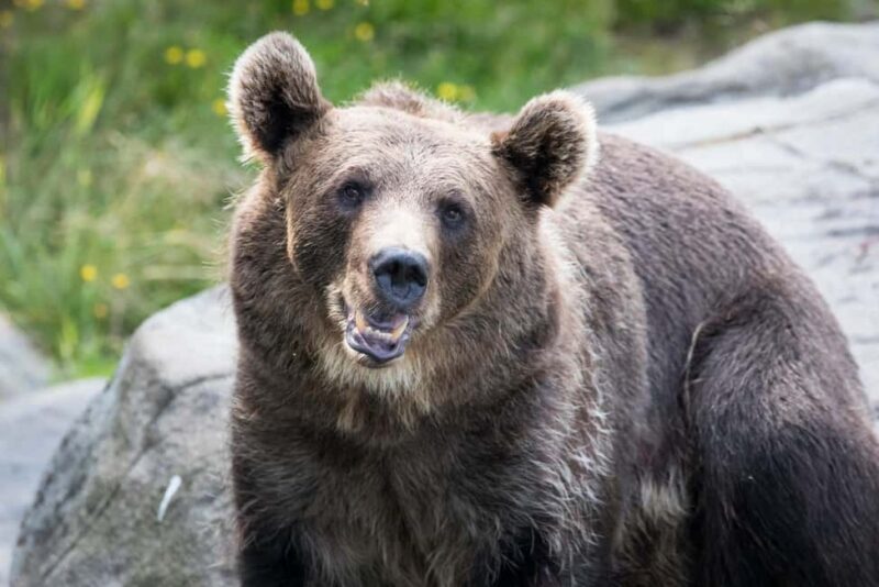 Rovaniemi: Ranua Wildlife Park Day Trip - Good To Know