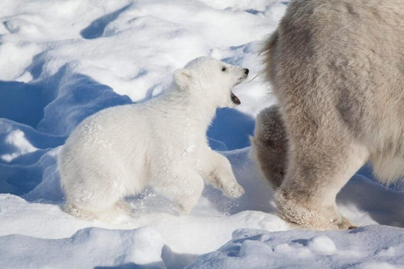 Rovaniemi: Ranua Wildlife Park Private Day Trip - Starting From Rovaniemi: The Journey Begins