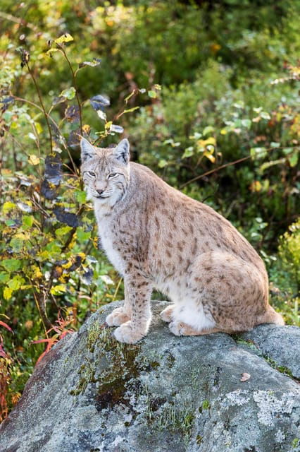 Rovaniemi: Ranua Wildlife Park Private Day Trip - Encountering Arctic Wildlife