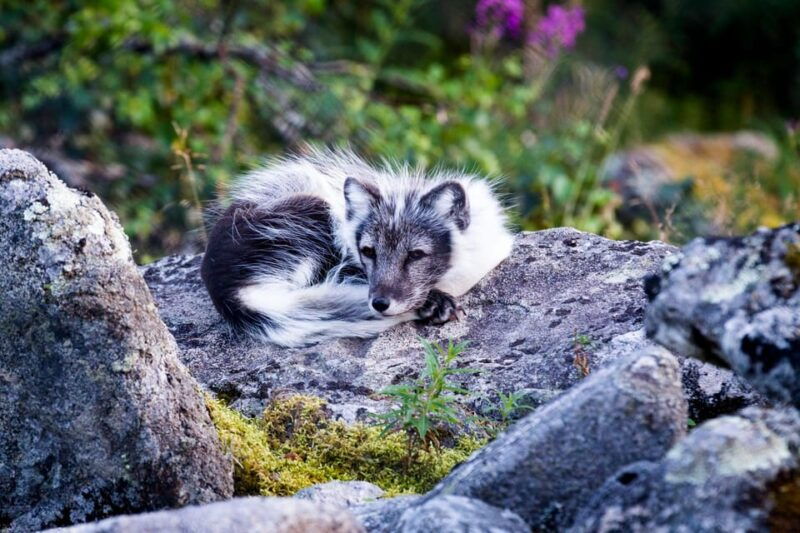 Rovaniemi: Ranua Wildlife Park Private Day Trip - Final Thoughts: Is This Tour Worth It?