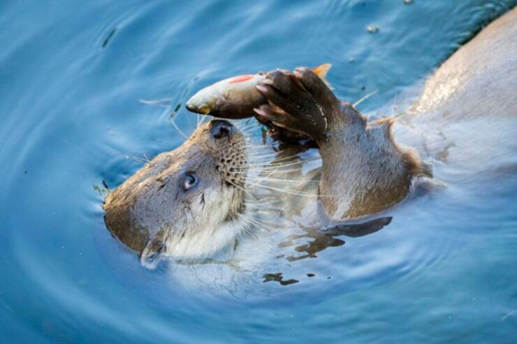 Rovaniemi: Ranua Zoo Entry Ticket W/ Walking Tour and Lunch - Experience Highlights