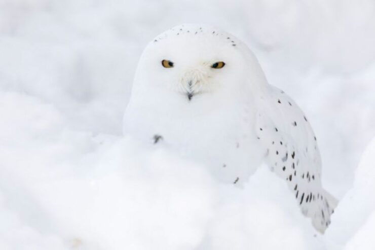 Rovaniemi: Ranua Zoo Entry Ticket W/ Walking Tour and Lunch - Booking Details