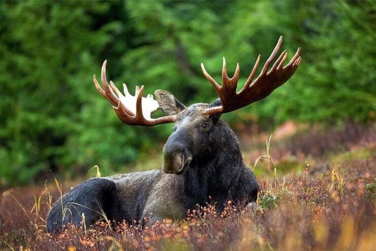 Rovaniemi: Ranua Zoo Entry Ticket With BBQ Picnic - Activity Details