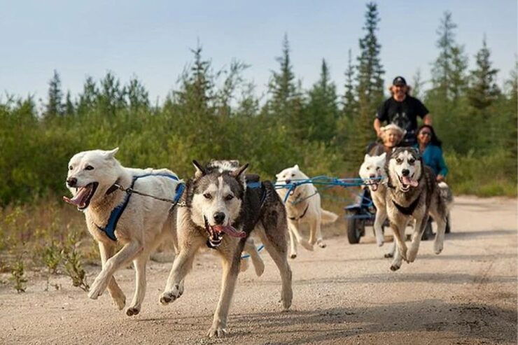 Rovaniemi: Ranua Zoo Entry Ticket With BBQ Picnic - Experience at Ranua Zoo
