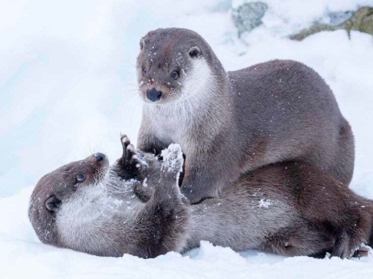 Rovaniemi: Ranua Zoo Small Group Tour & Buffet Lunch - Booking Details
