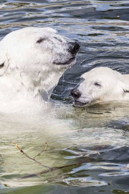 Rovaniemi: Ranua Zoo Visit With Lunch - Arctic Wildlife Encounters