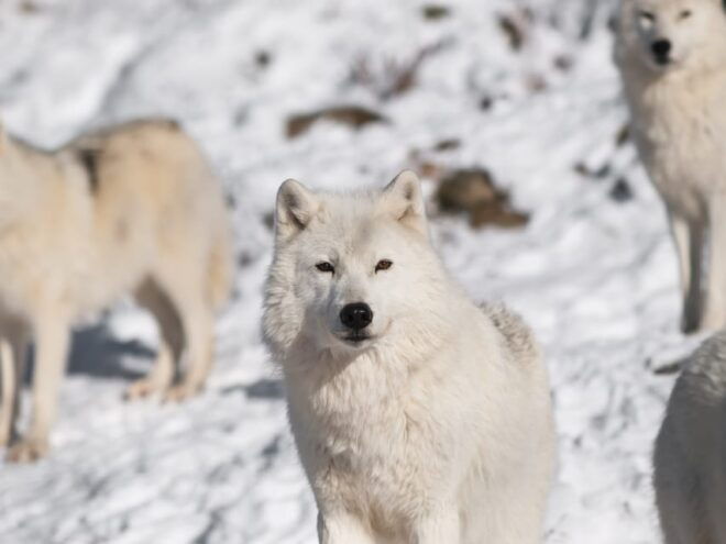 Rovaniemi: Ranua Zoo Visit With Lunch - Additional Activities