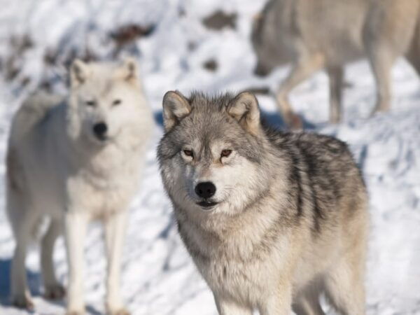 Rovaniemi: Ranua Zoo Visit With Lunch - Important Visitor Details