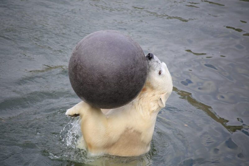 Rovaniemi: Ranua Zoo Wildlife Park Tour with hotel pickup - Who Should Consider This Tour?