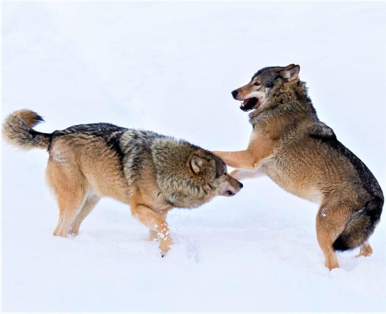 Rovaniemi: Ranua Zoo Wildlife Park Tour with hotel pickup - Good To Know