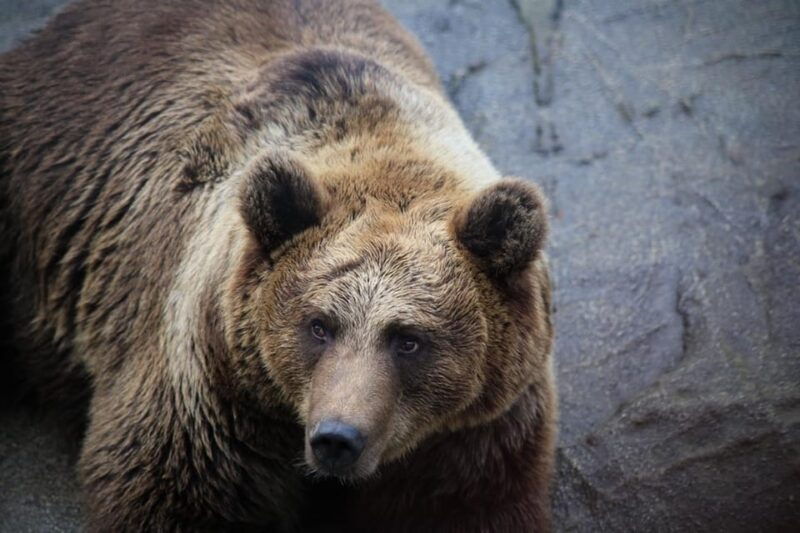 Rovaniemi: Ranua Zoo Wildlife Park Tour with hotel pickup - Arrival & Entry — Starting the Adventure