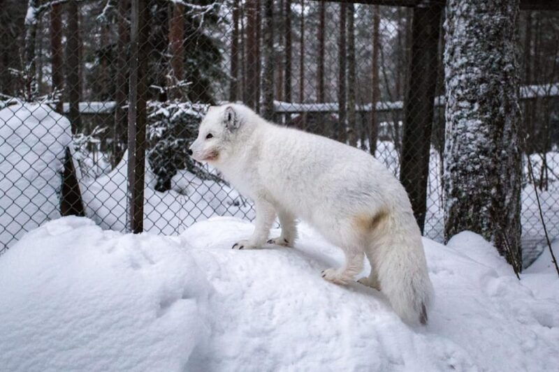 Rovaniemi: Ranua Zoo Wildlife Park Tour with hotel pickup - Return & Reflection