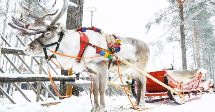 Rovaniemi: Reindeer Activity & Aurora BBQ Tour! - Activity Details