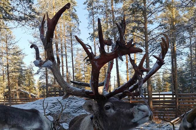 Rovaniemi: Reindeer Activity & Aurora BBQ Tour! - Tour Details
