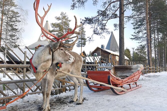 Rovaniemi: Reindeer Activity & Aurora BBQ Tour! - Additional Information