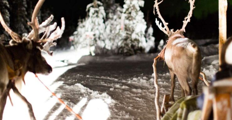 Rovaniemi: Reindeer Evening Safari Tour & 2.5 Km Sled Ride - Experience Highlights