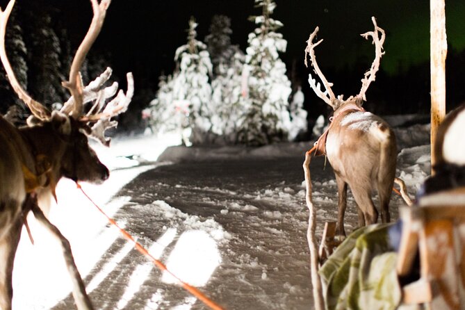 Rovaniemi: Reindeer Evening Safari Tour & 2.5 Km Sled Ride - Location and Duration