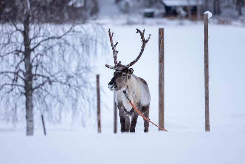 Rovaniemi: Reindeer Experience with Sleigh Ride - Good To Know