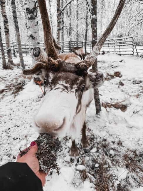 Rovaniemi: Reindeer Experience with Sleigh Ride - A Closer Look at the Reindeer Experience in Rovaniemi
