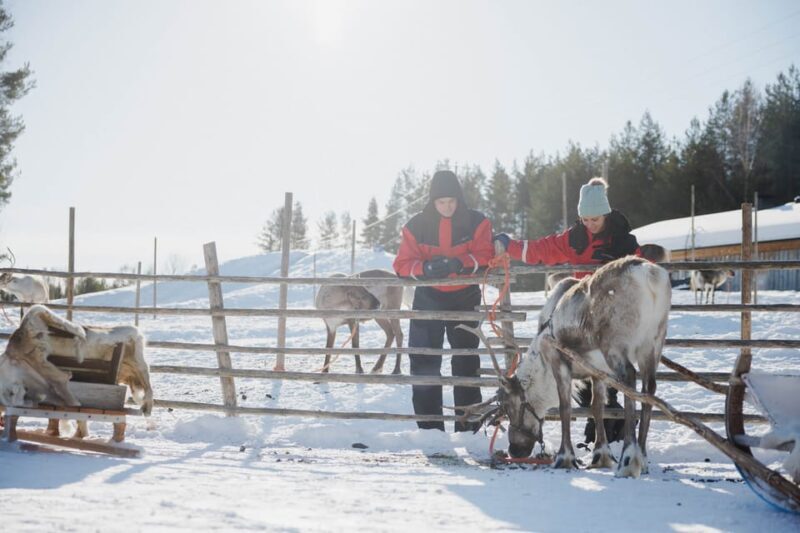 Rovaniemi: Reindeer Experience with Sleigh Ride - Frequently Asked Questions