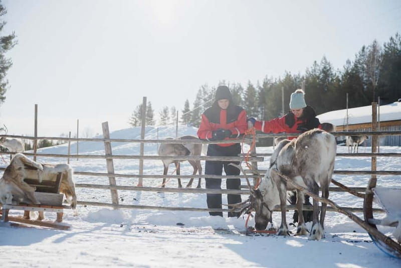 Rovaniemi: Reindeer Experience with Sleigh Ride - A Detailed Look at the Rovaniemi Reindeer Experience