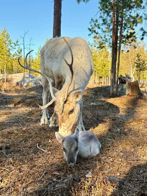 Rovaniemi: Reindeer Farm, Berry Picking, and Fire-Making - Good To Know
