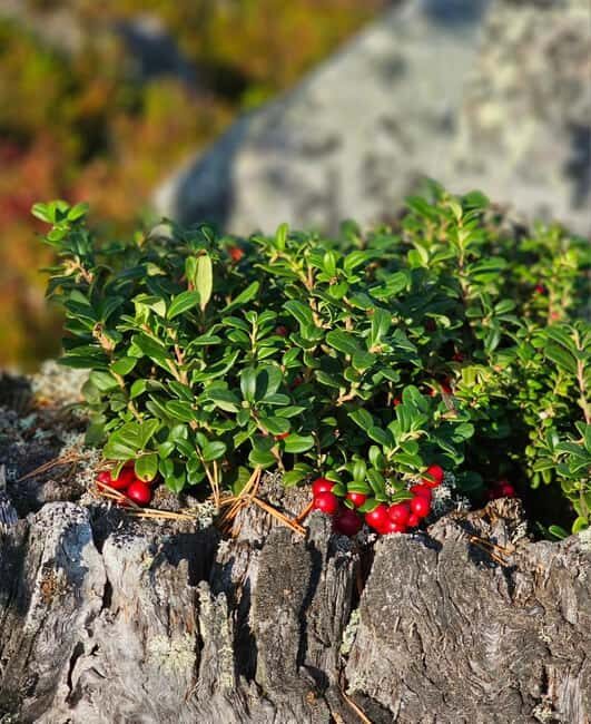 Rovaniemi: Reindeer Farm, Berry Picking, and Fire-Making - Exploring Lapland’s Wilderness on a Guided Tour
