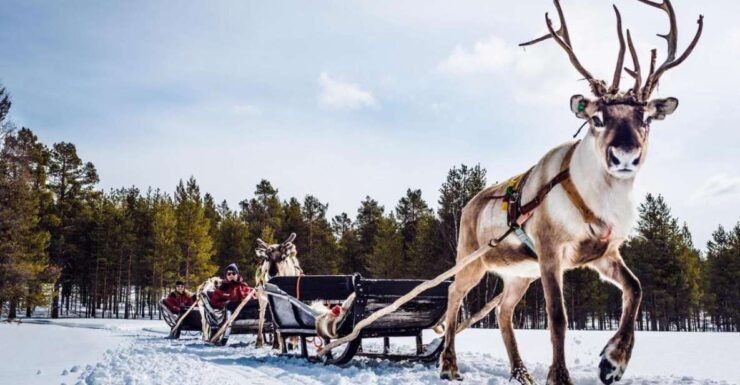 Rovaniemi: Reindeer Farm Tour With Sledge Ride & Pickup - Activity Details