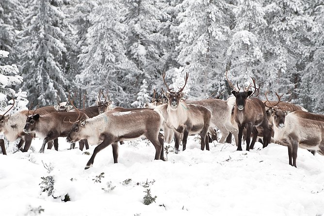 Rovaniemi Reindeer Farm Visit and Safari - Additional Information