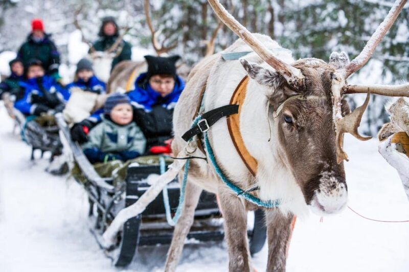 Rovaniemi: Reindeer Farm Visit and Sleigh Ride with transfer - Good To Know