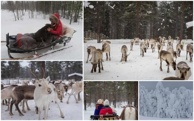 Rovaniemi: Reindeer Farm Visit and Sleigh Ride with transfer - Is It Worth the Price?