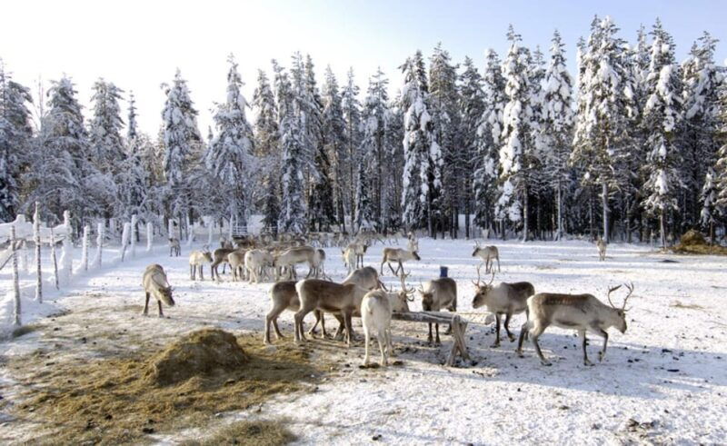 Rovaniemi: Reindeer Farm Visit and Sleigh Ride with transfer - Final Thoughts