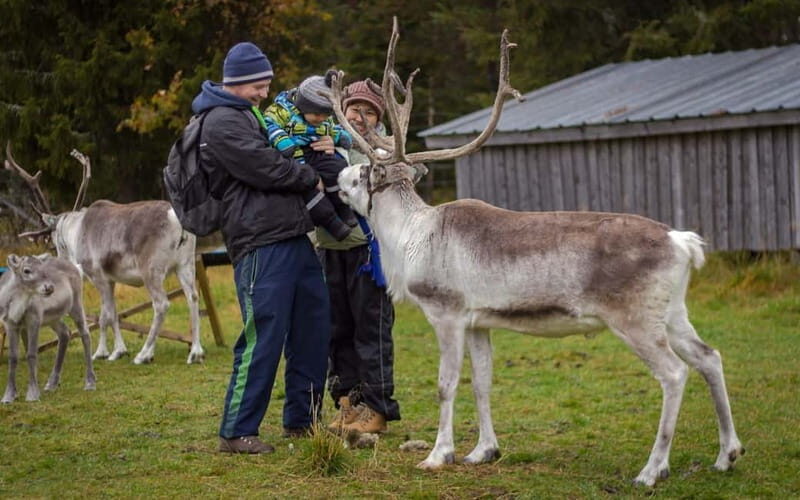 Rovaniemi: Reindeer Farm Visit at Autumn - Good To Know