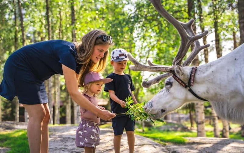 Rovaniemi: Reindeer Farm Visit at Autumn - An Introduction to the Reindeer Farm Experience