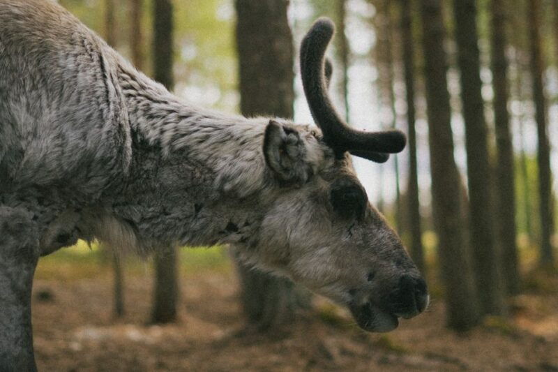 Rovaniemi: Reindeer Farm Visit with Photographer - The Overall Experience