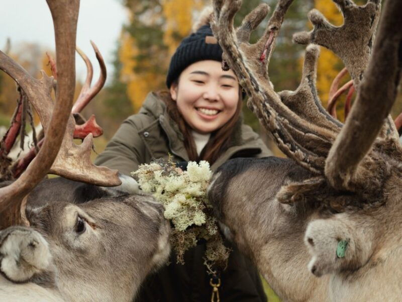 Rovaniemi: Reindeer Farm Visit with Photographer - Guides and Reviews Reflection