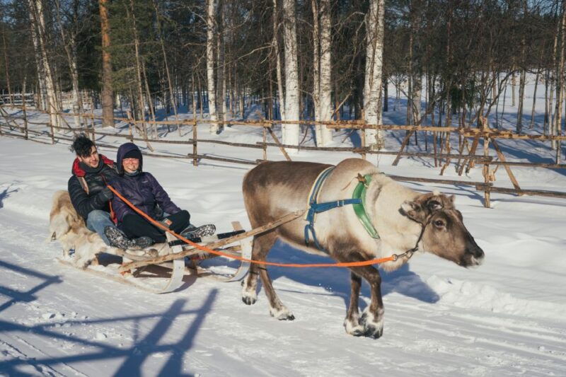 Rovaniemi: Reindeer Farm Visit with Photographer - Final thoughts