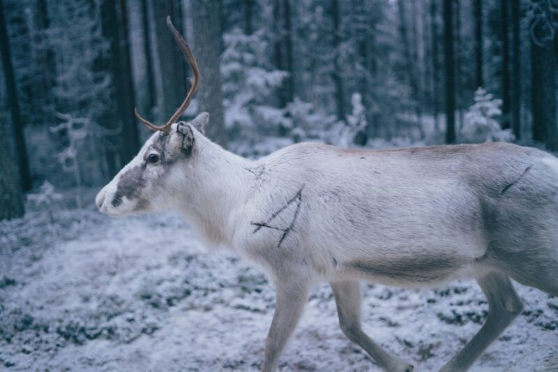 Rovaniemi: Reindeer Farm Visit with Photographer - Who might want to think twice?