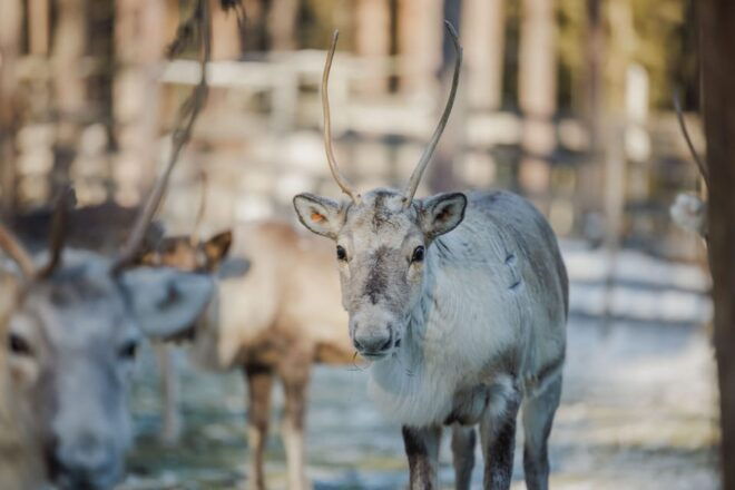Rovaniemi: Reindeer Farm Visit With Sleigh Ride - Whats Included