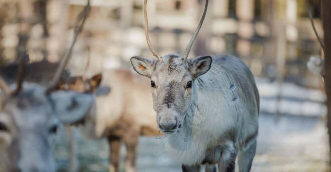 Rovaniemi: Reindeer Farm Visit With Sleigh Ride - Tips for Visitors
