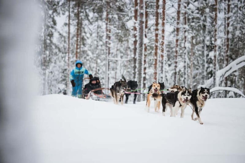 Rovaniemi: Reindeer, Huskies & Santa Claus Village - What to Expect From the Experience